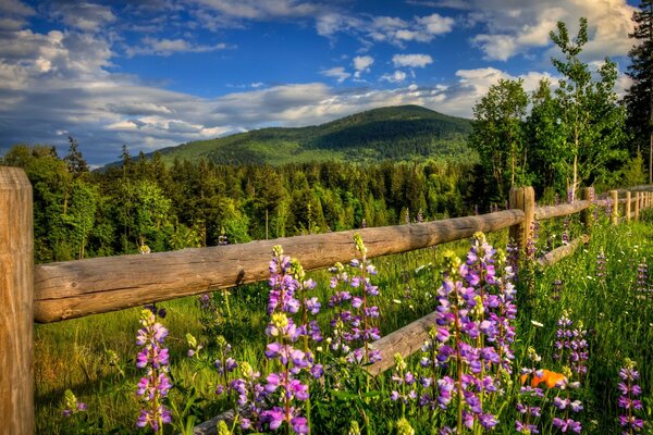 Schöne Sommerlandschaft mit Blumen