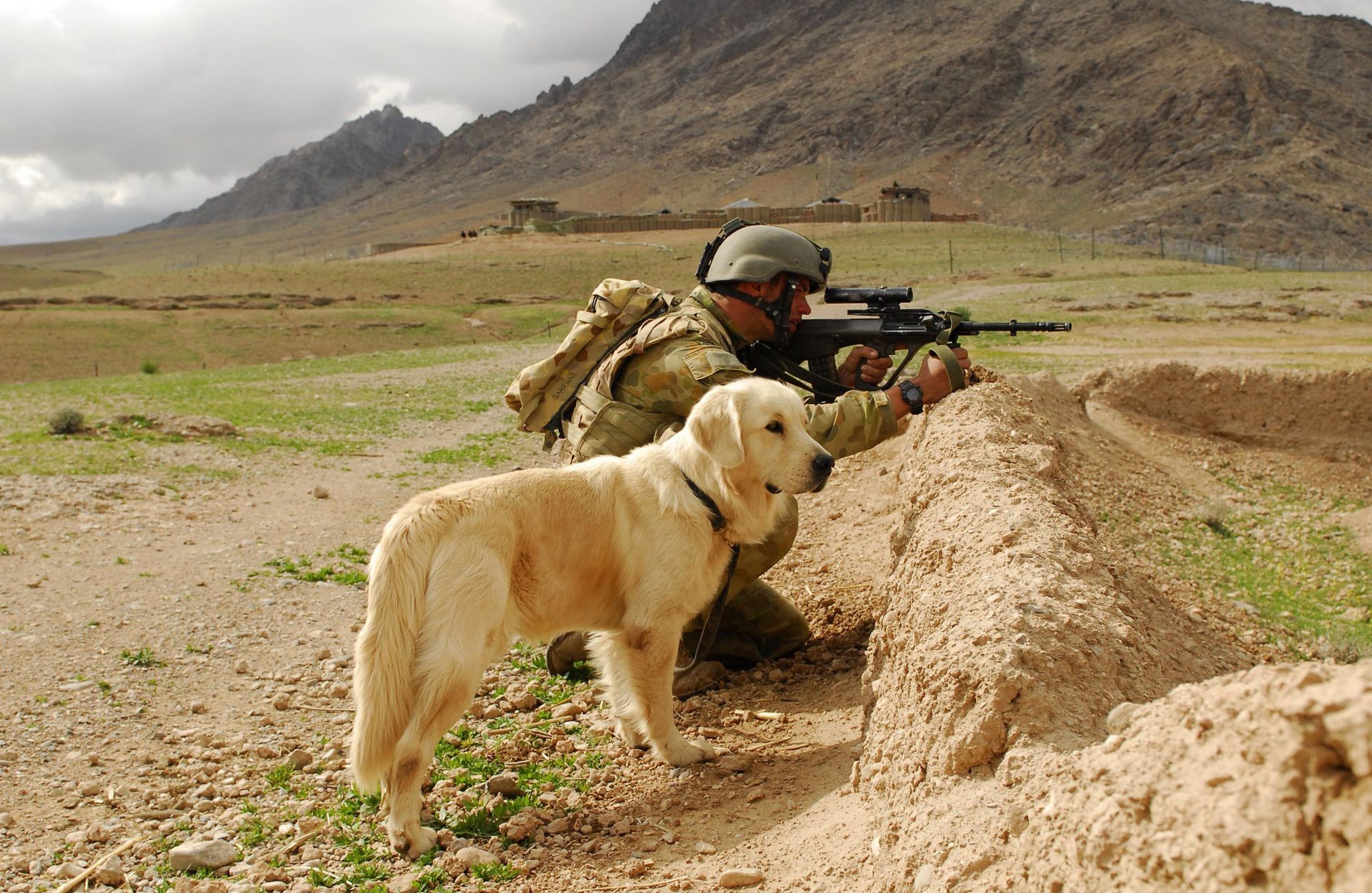 swat nature grass outdoors mammal desert dog