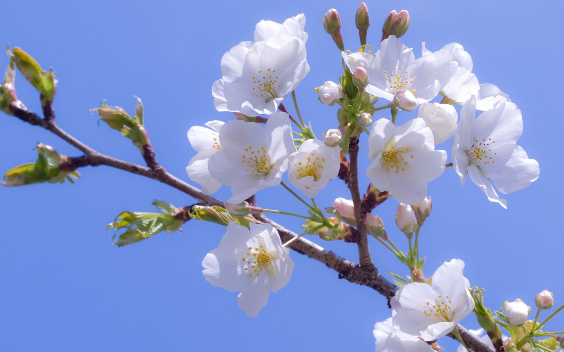 fleurs sur les arbres cerise fleur nature branche arbre copain flore bluming croissance pétale feuille à l extérieur prune saison pomme été jardin abricot