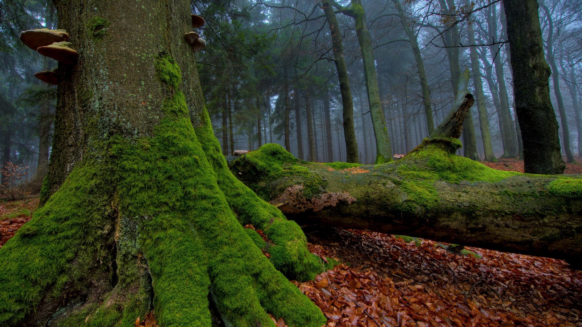 leaves wood tree moss nature landscape leaf park fall outdoors trunk bark light environment