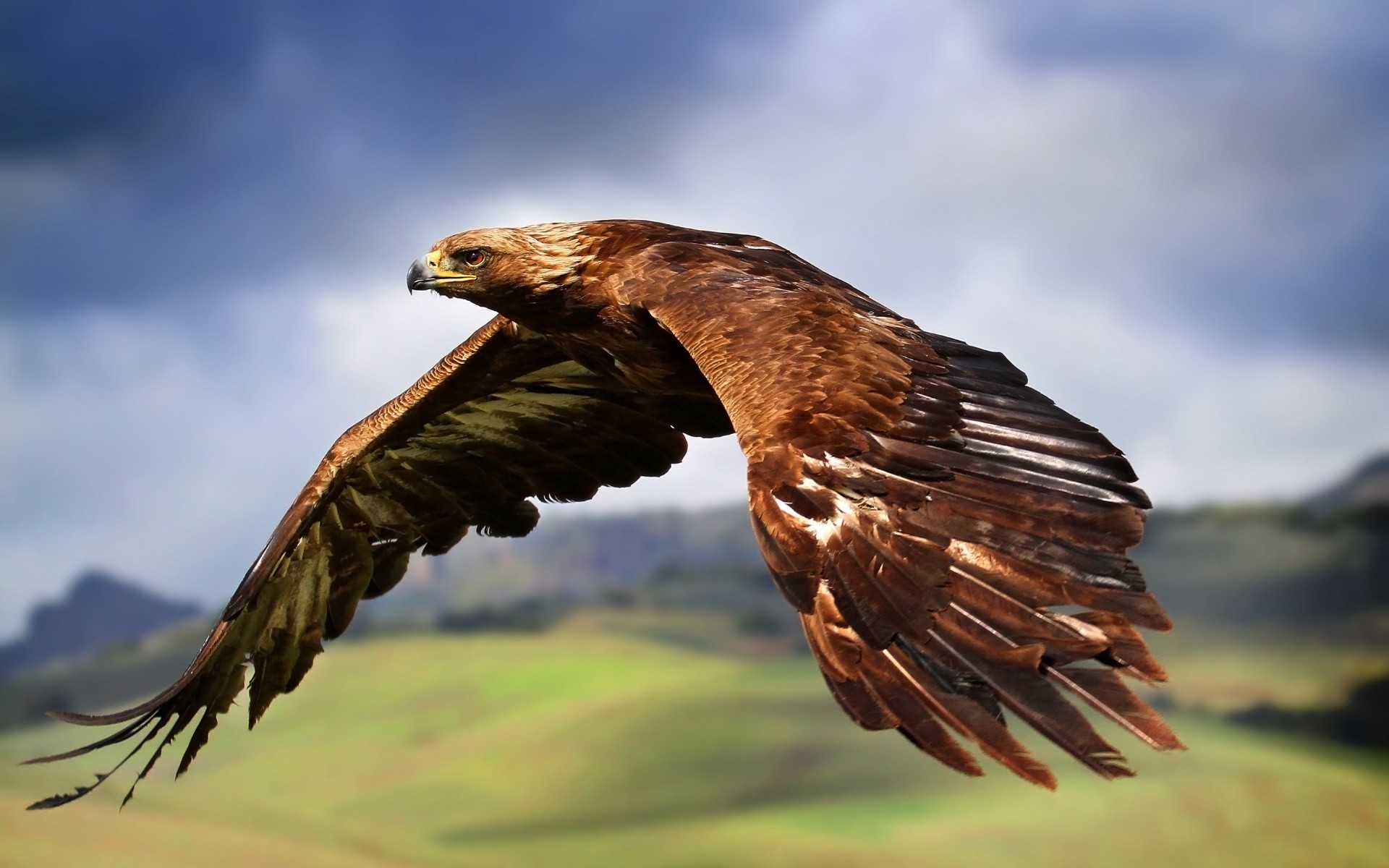 águia raptor pássaro vida selvagem natureza presa falcão ao ar livre falcão selvagem falcoaria animal voo kite predador águia careca careca pena abutre