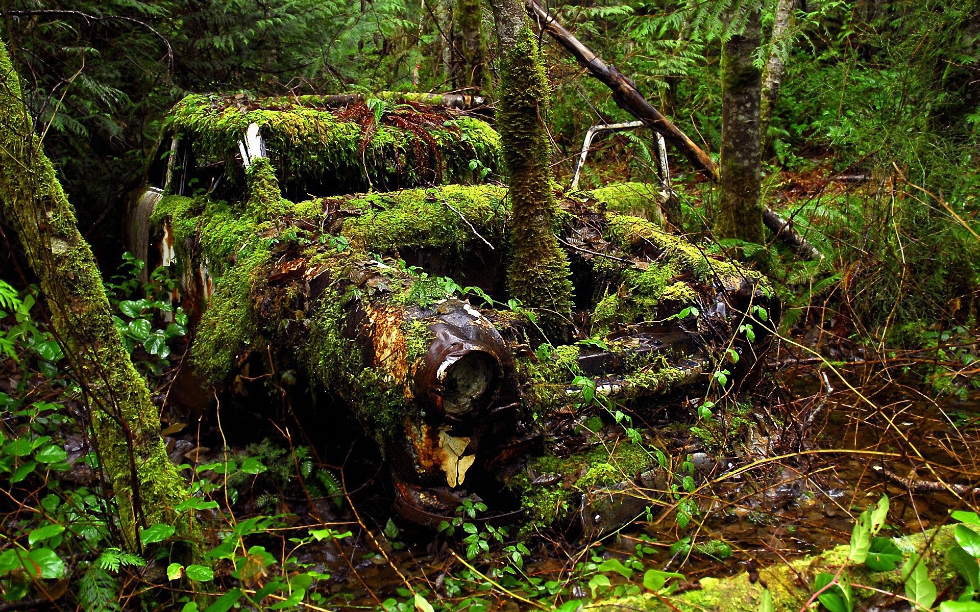 вырубленный лес без смс