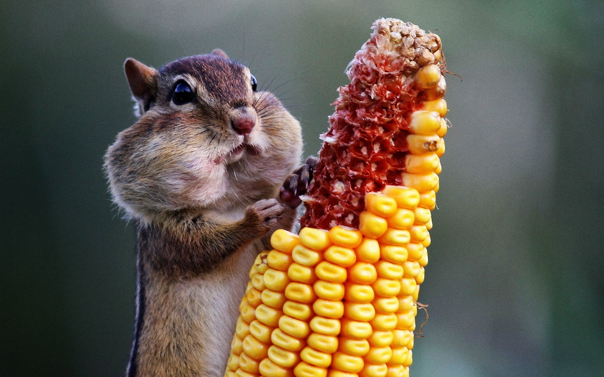 animais natureza mamífero fofa pequeno milho fundo esquilo