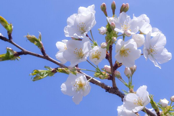 Ramas de flores de cerezo en el árbol