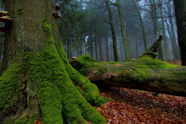 Paisaje de bosque con musgo en madera