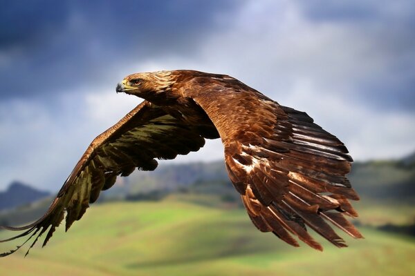 A formidable eagle in flight in the sky