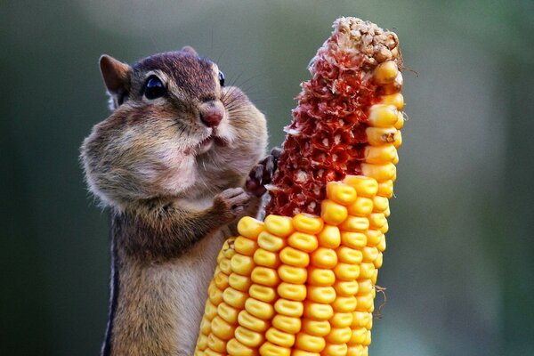 Naturaleza, animales mamíferos lindos