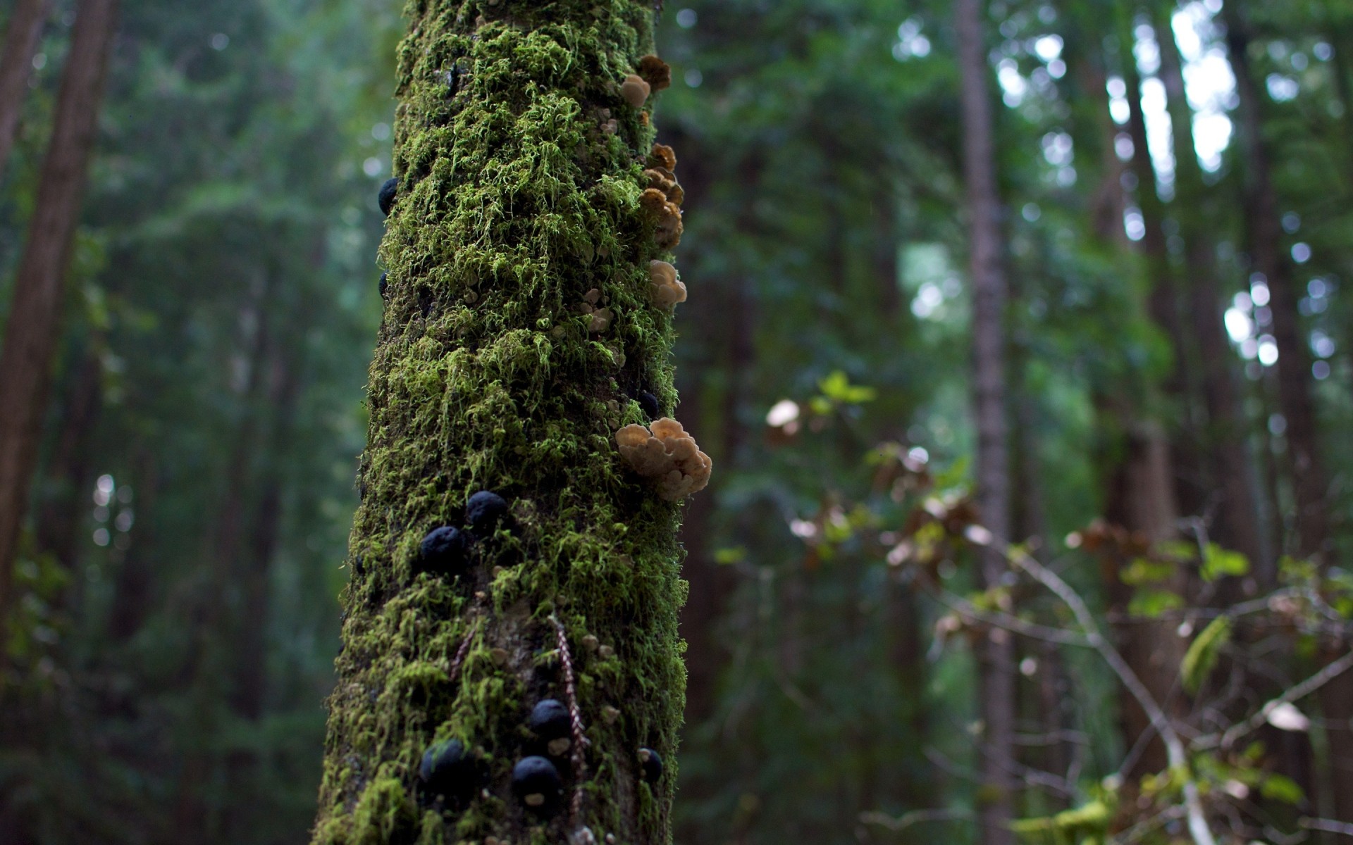 pflanzen holz holz natur im freien moos blatt evergreen nadelbaum wachstum tageslicht regenwald flora umwelt rinde stamm pilz zweig kiefer landschaft wald