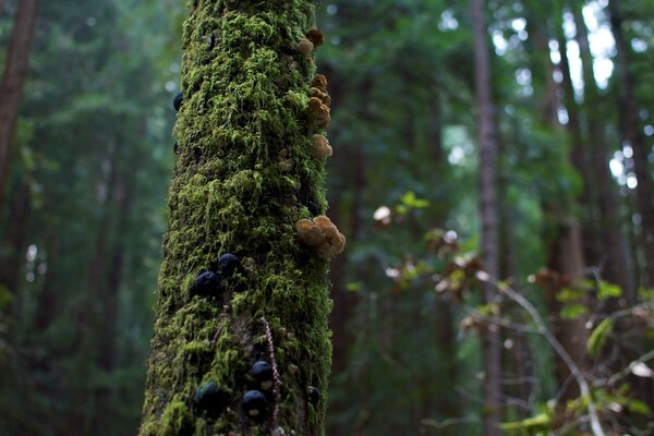 Green moss grows high on trees