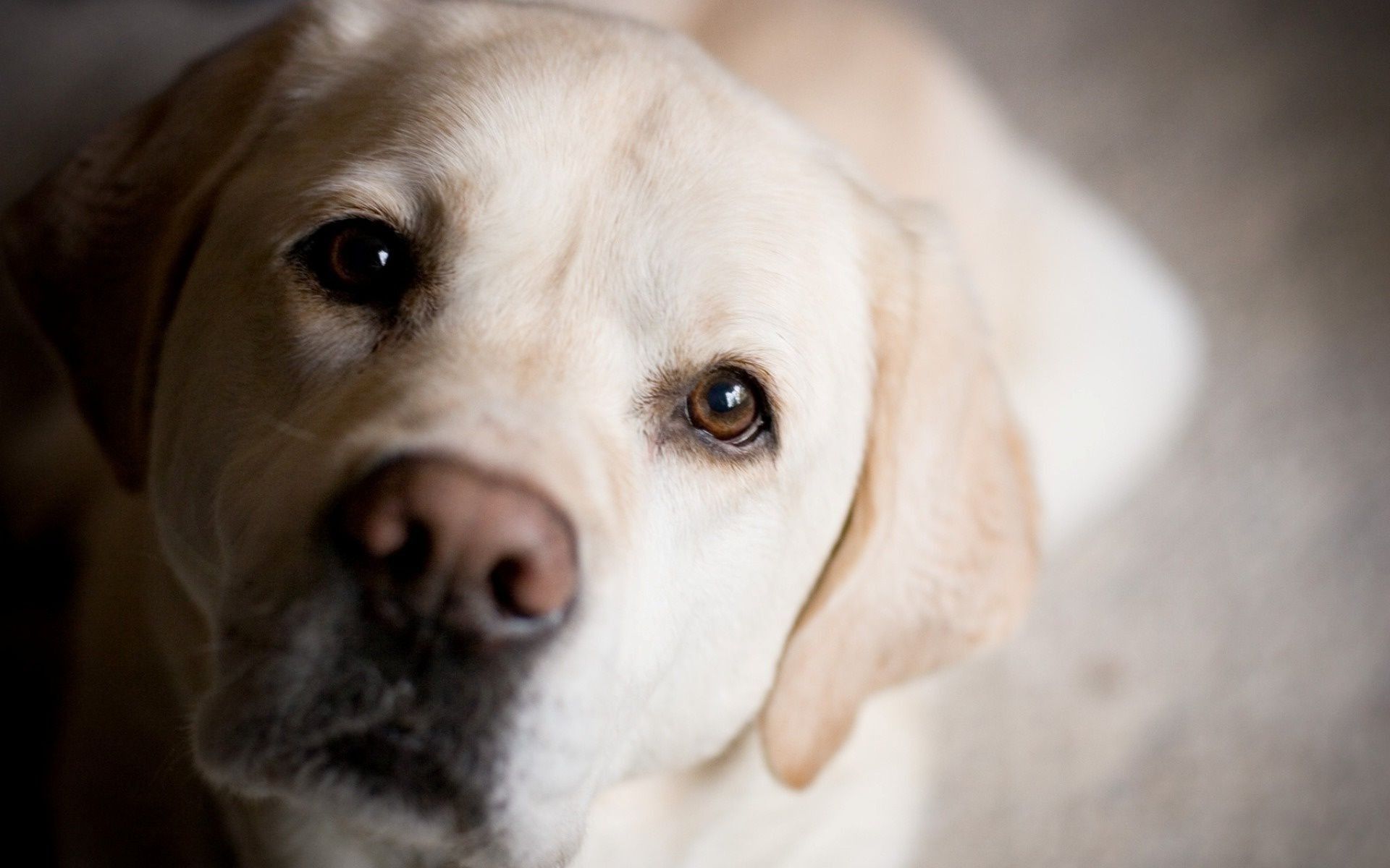 cães cão animal de estimação fofa cinologista mamífero retrato filhote de cachorro retriever animal visualização adorável raça estúdio doméstico pouco sentar engraçado jovem