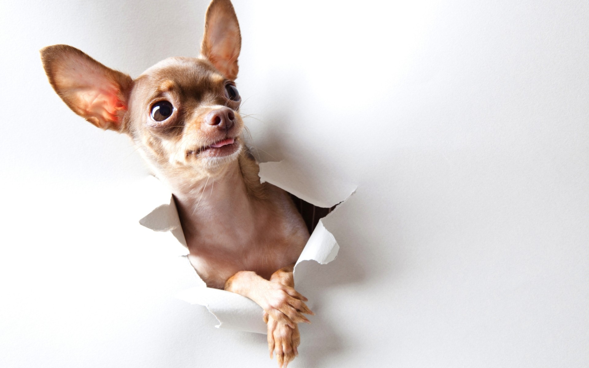 cães fofa mamífero retrato sozinho animal de estimação cão engraçado animal pouco jovem estúdio visualização cinegrafista filhote de cachorro sentar adorável raça humor doméstico fundo