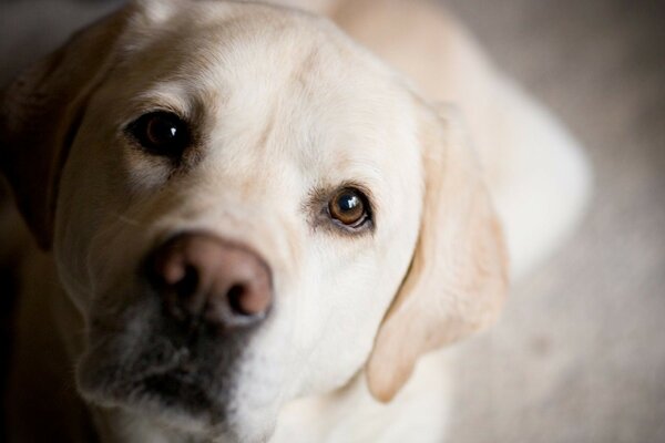 Der Hund schaut dem Besitzer treu zu