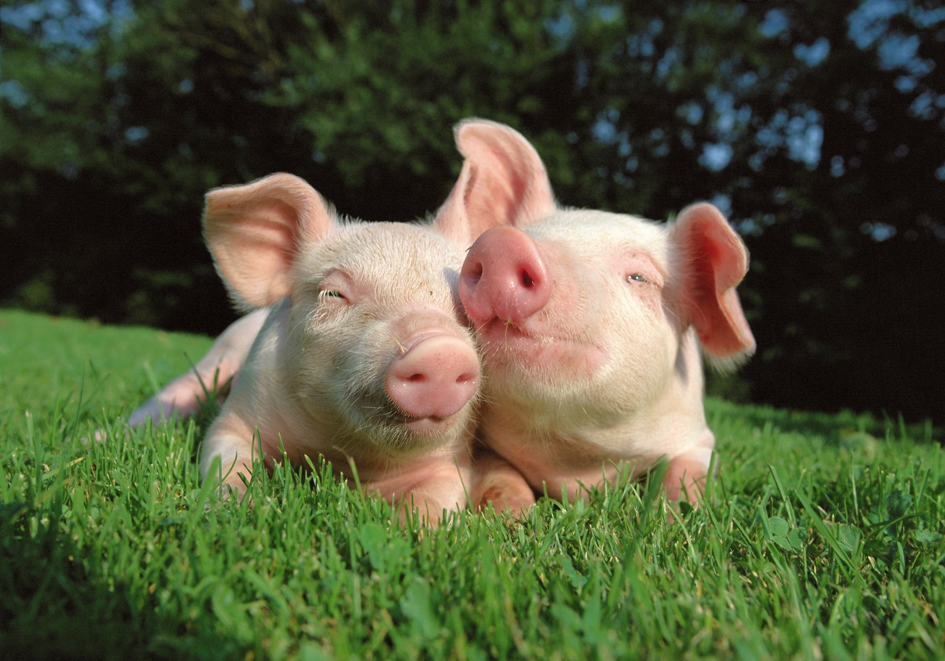 свиньи трава милые природа молодой мало ферма на открытом воздухе лето ребенок