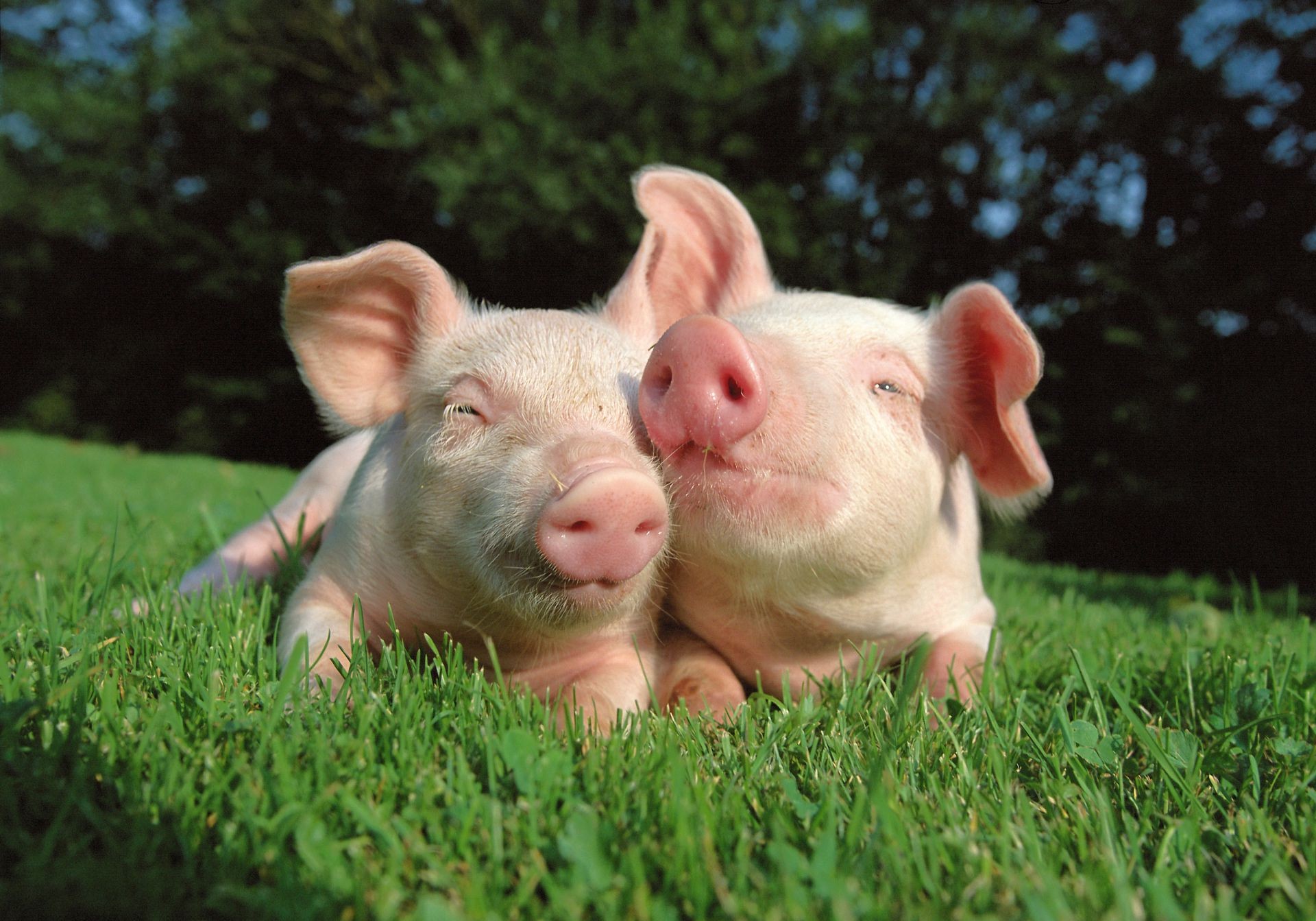 pigs grass cute nature young little farm outdoors summer baby