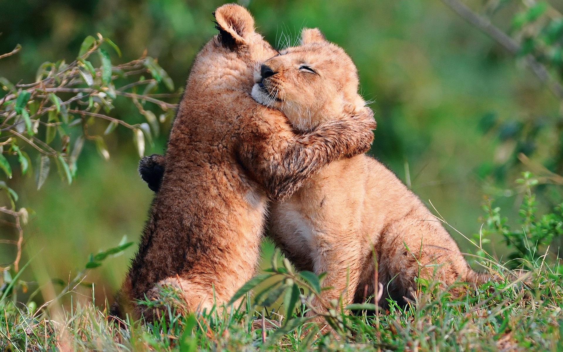 tiere säugetier tierwelt tier natur wild gras katze löwe zoo pelz safari raubtier niedlich park im freien liebe löwen bären