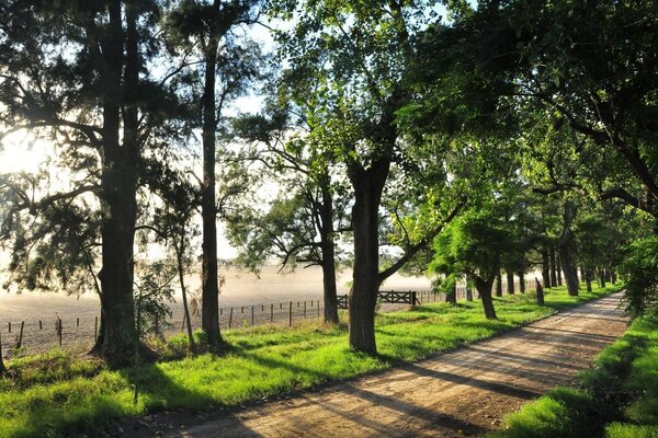 Sommerallee im Licht der Sonne