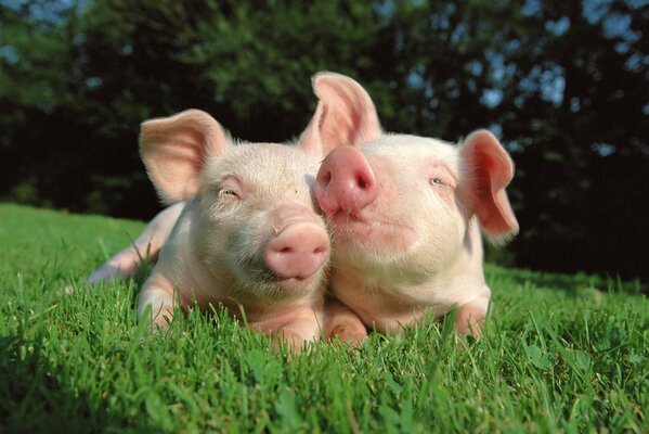 Two cute pink piglets