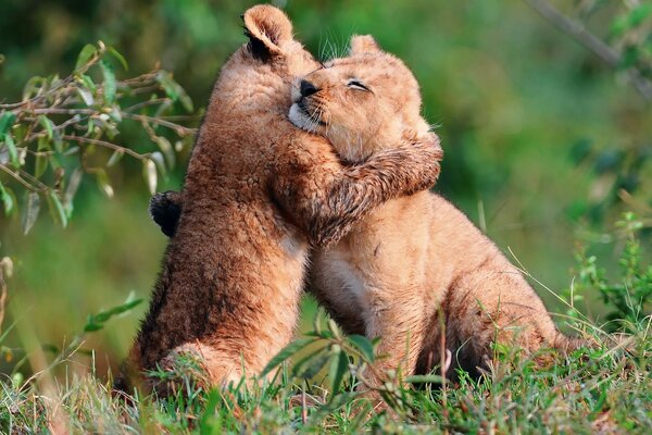 Amoreggiare cuccioli di leone in natura