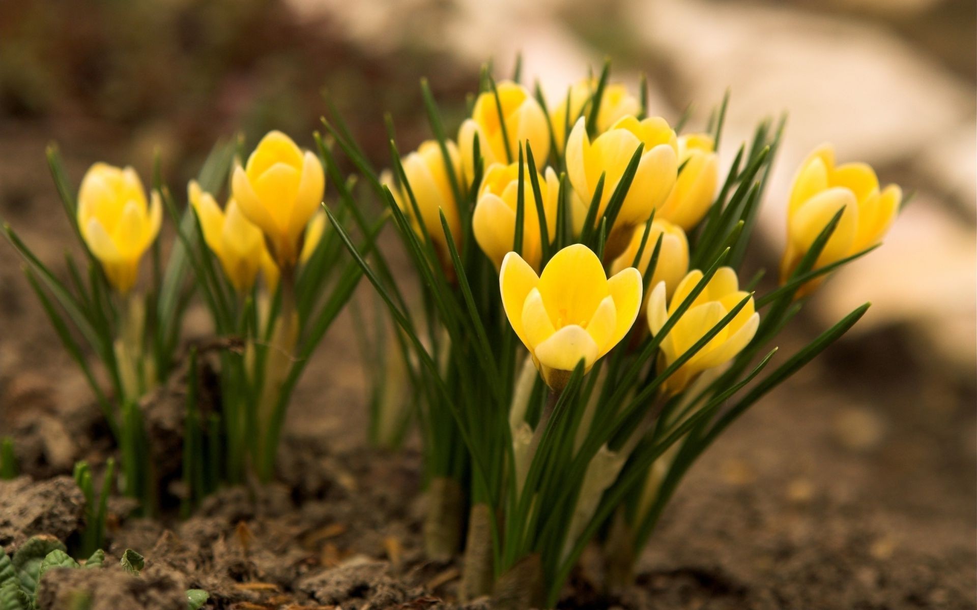 flowers nature garden flora flower leaf summer easter season grass bright fair weather field growth outdoors color tulip petal floral blooming