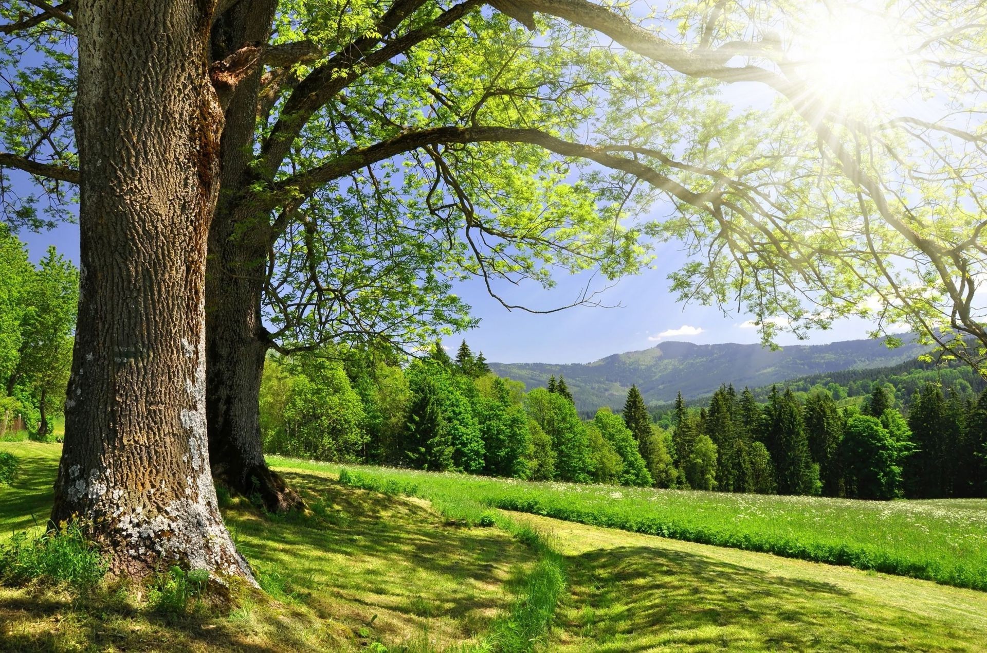 sonnenlicht und strahlen baum landschaft natur holz blatt park saison gutes wetter im freien gras landschaftlich sommer umwelt ländlich landschaft herbst szene hell sonne