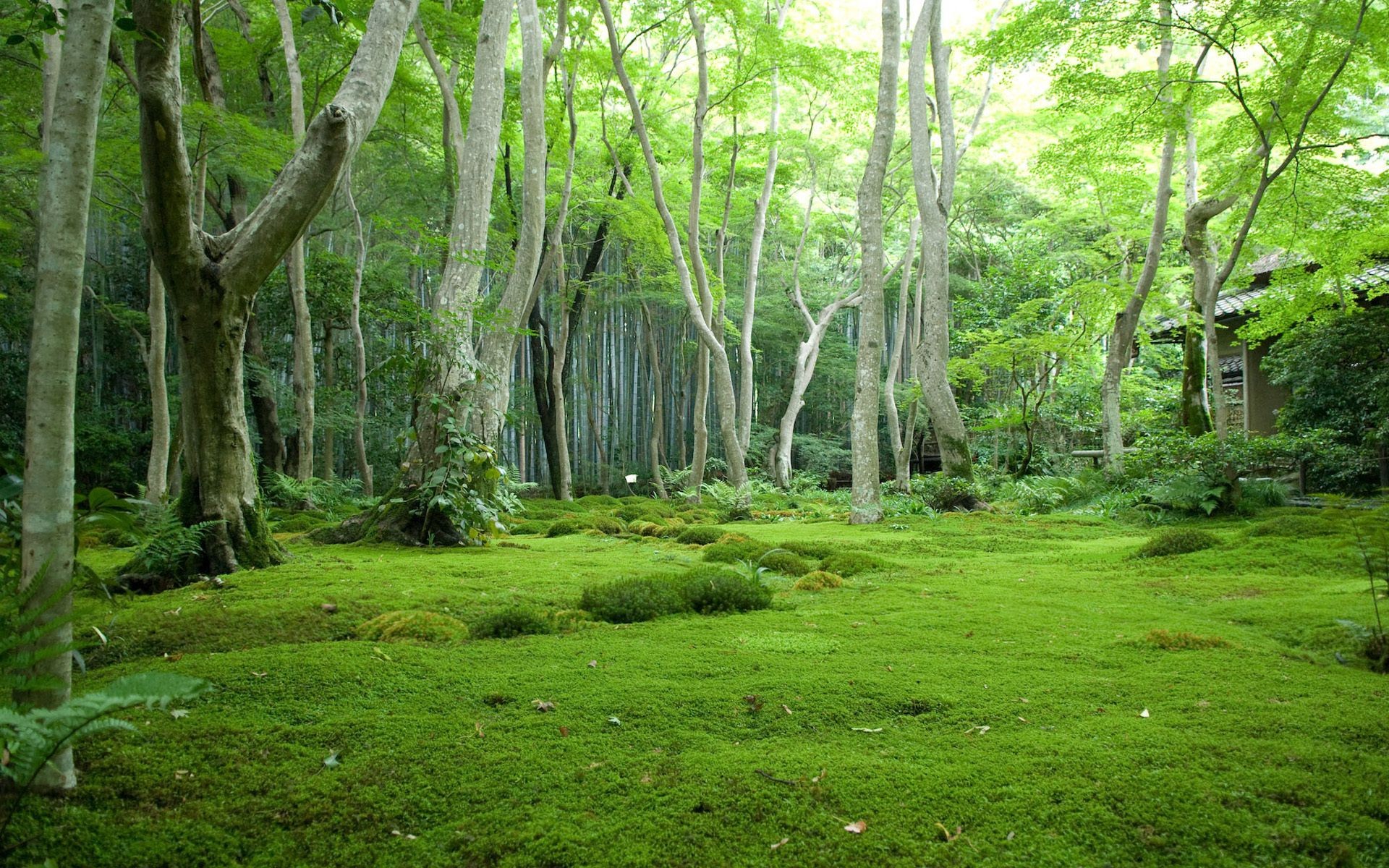 forest wood nature landscape leaf tree park environment guidance lush scenic flora season scenery fair weather summer moss trunk dawn scene