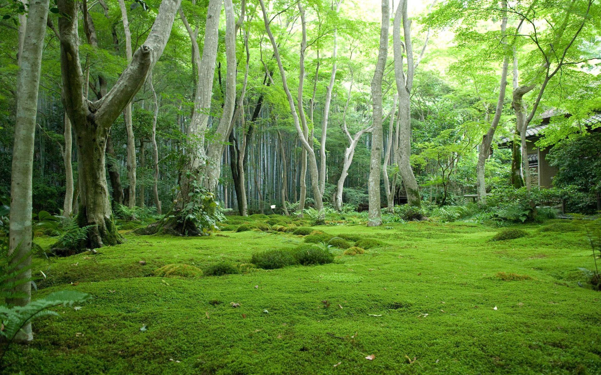 лес древесины природа пейзаж лист дерево парк среды руководство пышные живописный флора сезон пейзажи хорошую погоду лето мох багажник рассвет сцена
