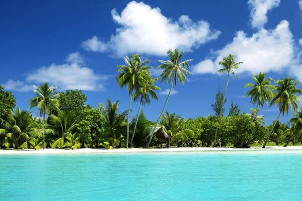 Palmeras en la costa azul