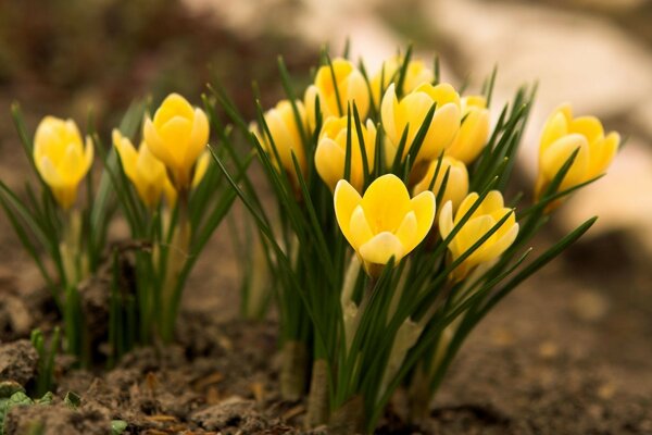 Schöne gelbe Blüten wachsen im Boden