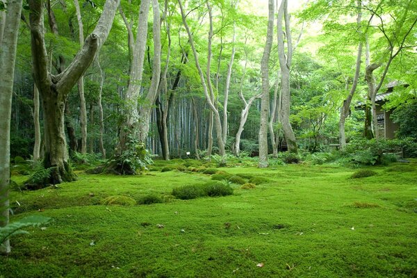 Image de bureau paysage de forêt