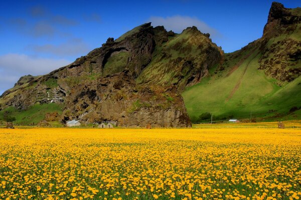 Grüner Berg und gelbe Blumen