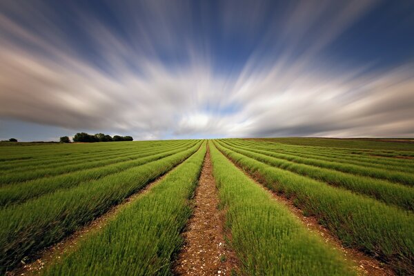 Agricultura paisagem campo