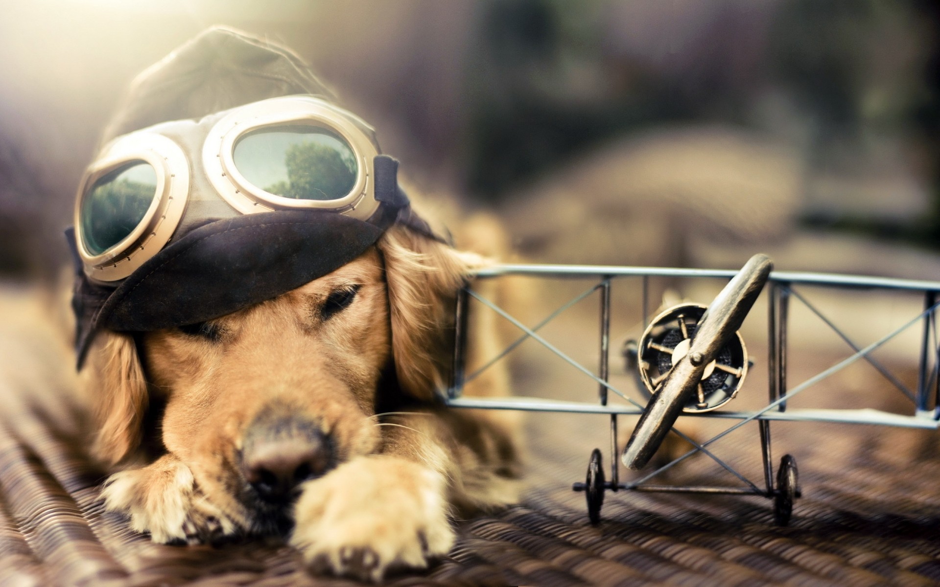 perros perro retrato animal mamífero mascota lindo divertido juguetes avión máscara sombrero