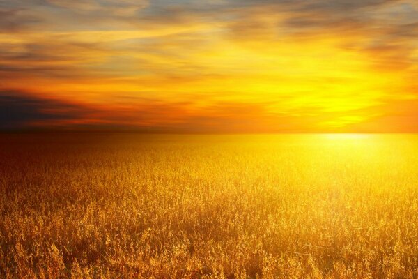 Sunset over a field of golden wheat