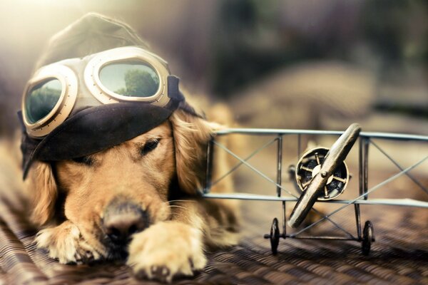 Photoshoot mignon chiot aviateur avec avion