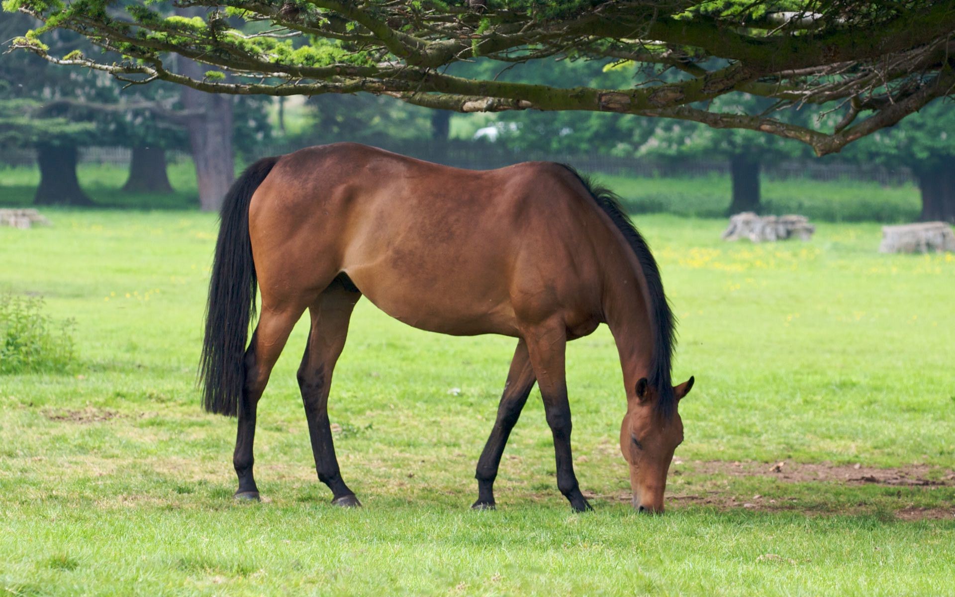 caballos mare caballo mamífero pasto hierba granja semental cría de caballos heno campo caballería animal mane potro rural ecuestre