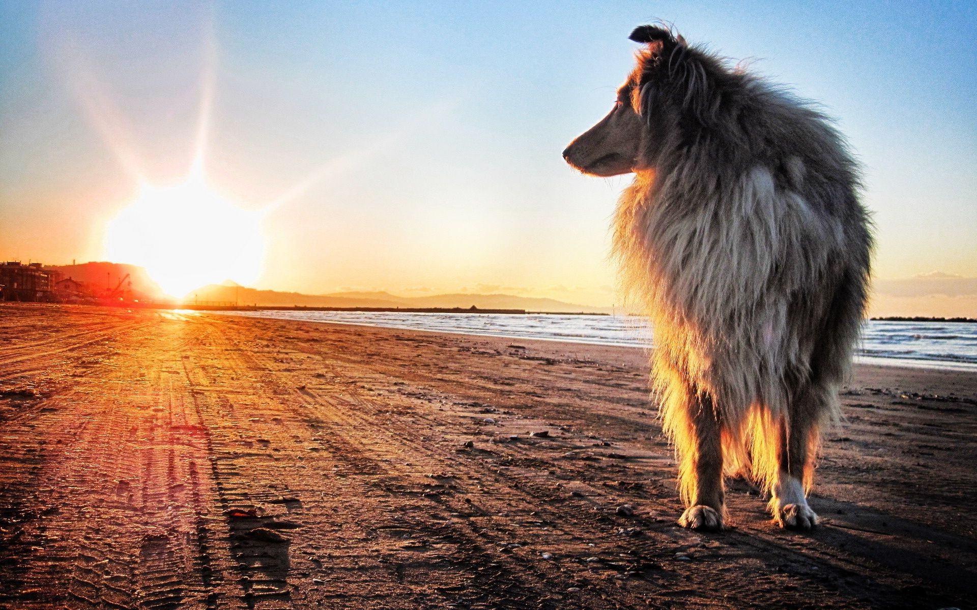 chiens coucher de soleil en plein air soleil nature aube