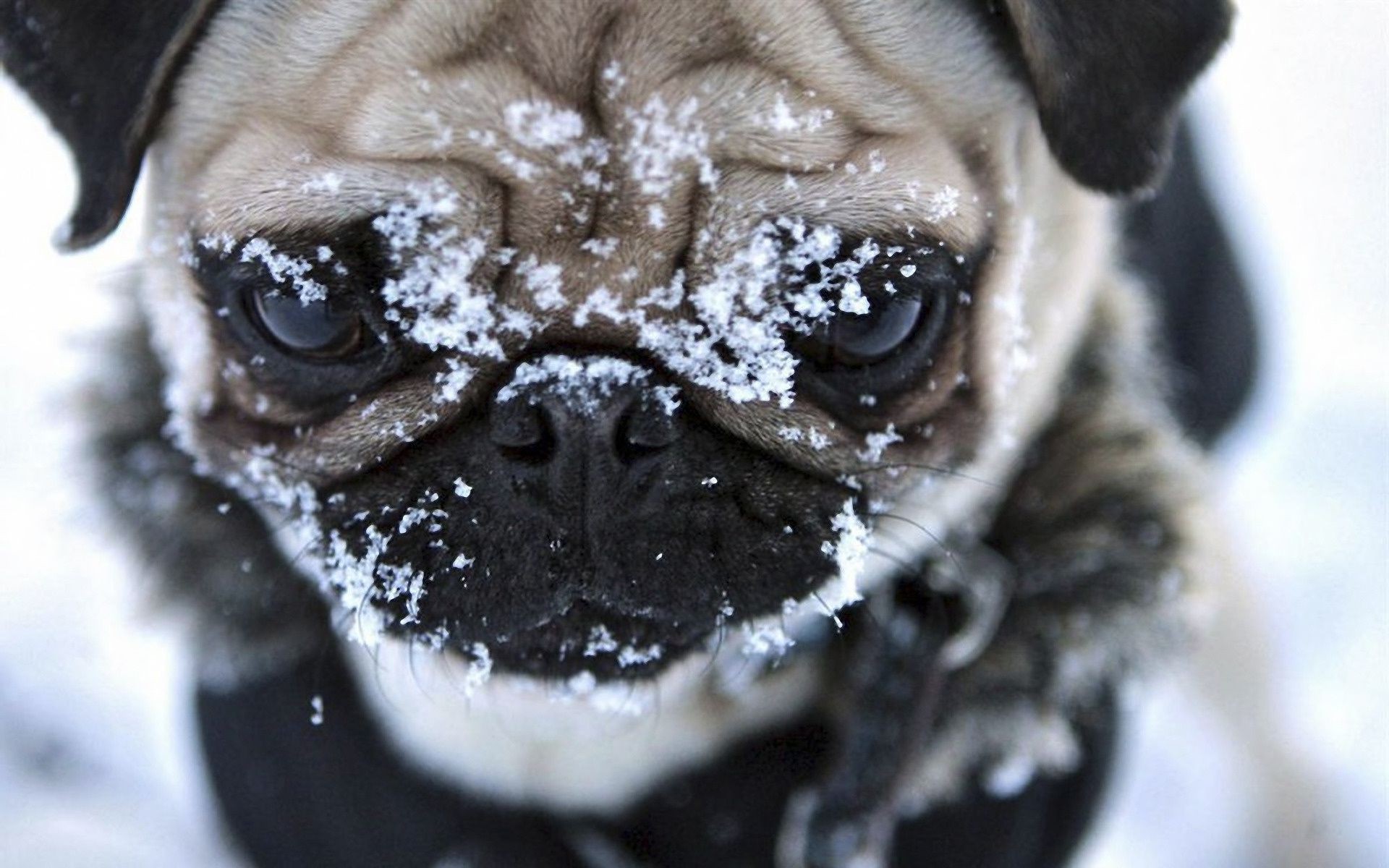 cani cane carino ritratto piccolo animale animale domestico divertente mammifero canino studio singolo occhio cucciolo adorabile viso giovane