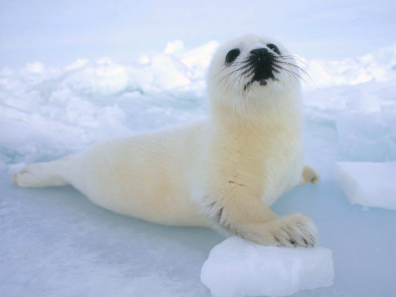 животные снег морозный зима млекопитающее лед холодная природа на открытом воздухе дикой природы дневной свет полярный милые воды один животное океан печать