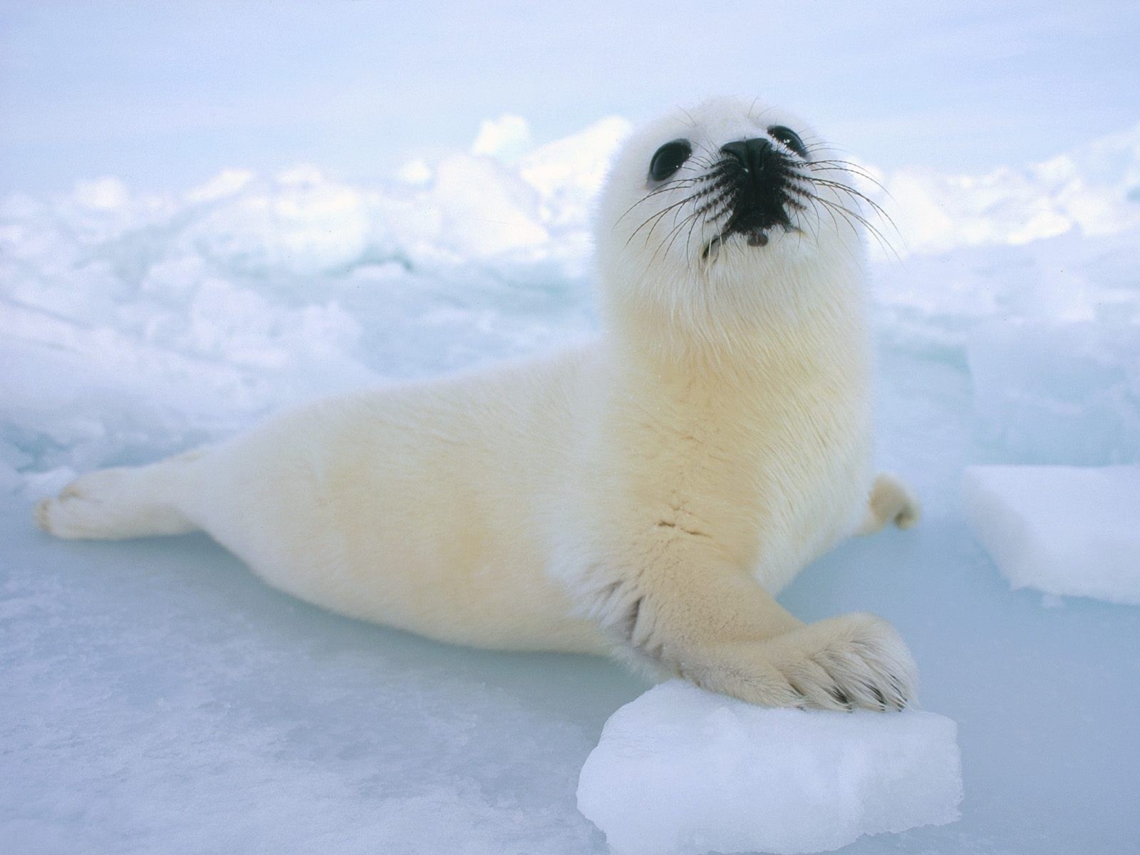 animali neve gelida inverno mammifero ghiaccio freddo natura all aperto fauna selvatica luce del giorno polare carino acqua singolo animale oceano stampa