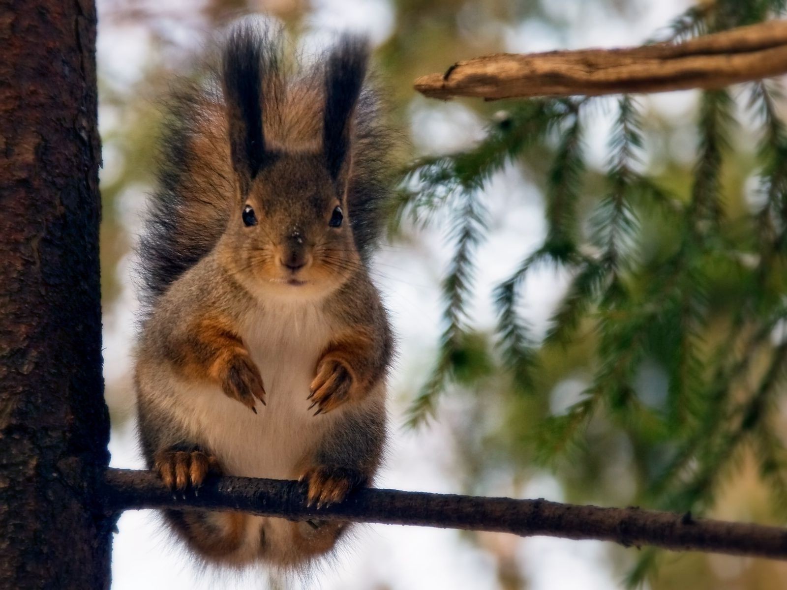 eichhörnchen baum säugetier eichhörnchen tierwelt nagetier natur porträt holz mutter niedlich fell tier im freien wild
