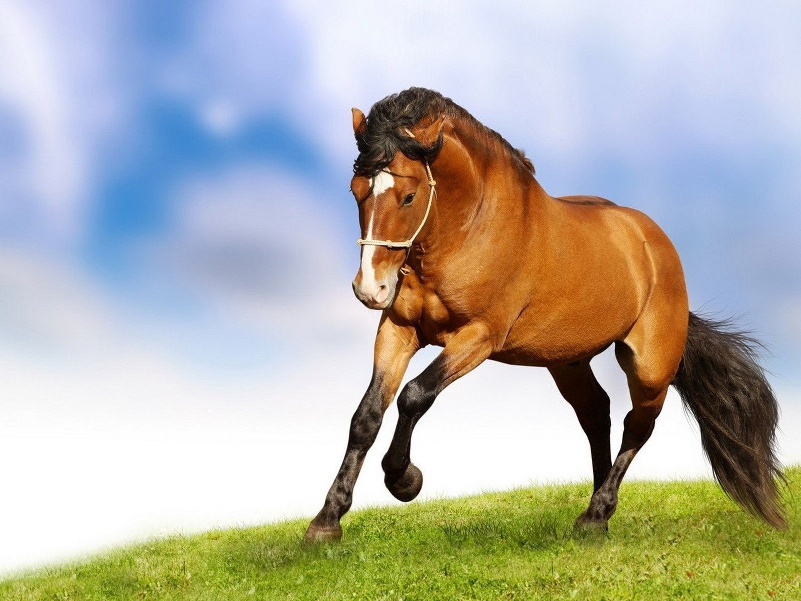pferd säugetier pferd gras tier mare weide schnell manet kavallerie hengst feld heuhaufen pferd