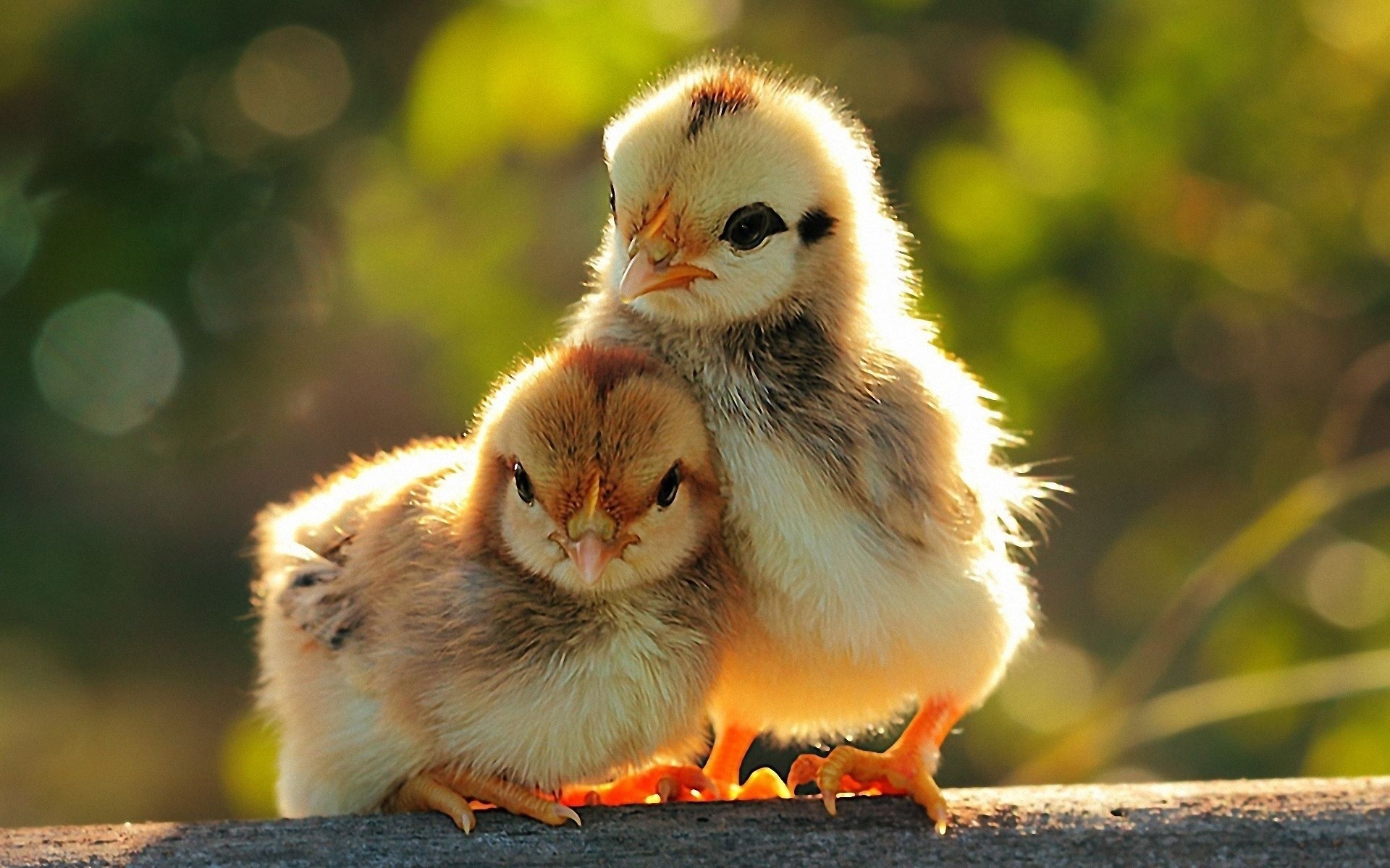 küken vogel damen tier wenig tierwelt niedlich natur ostern flaumig feder vögel kind schnabel liebe lustig stimmung hintergrund