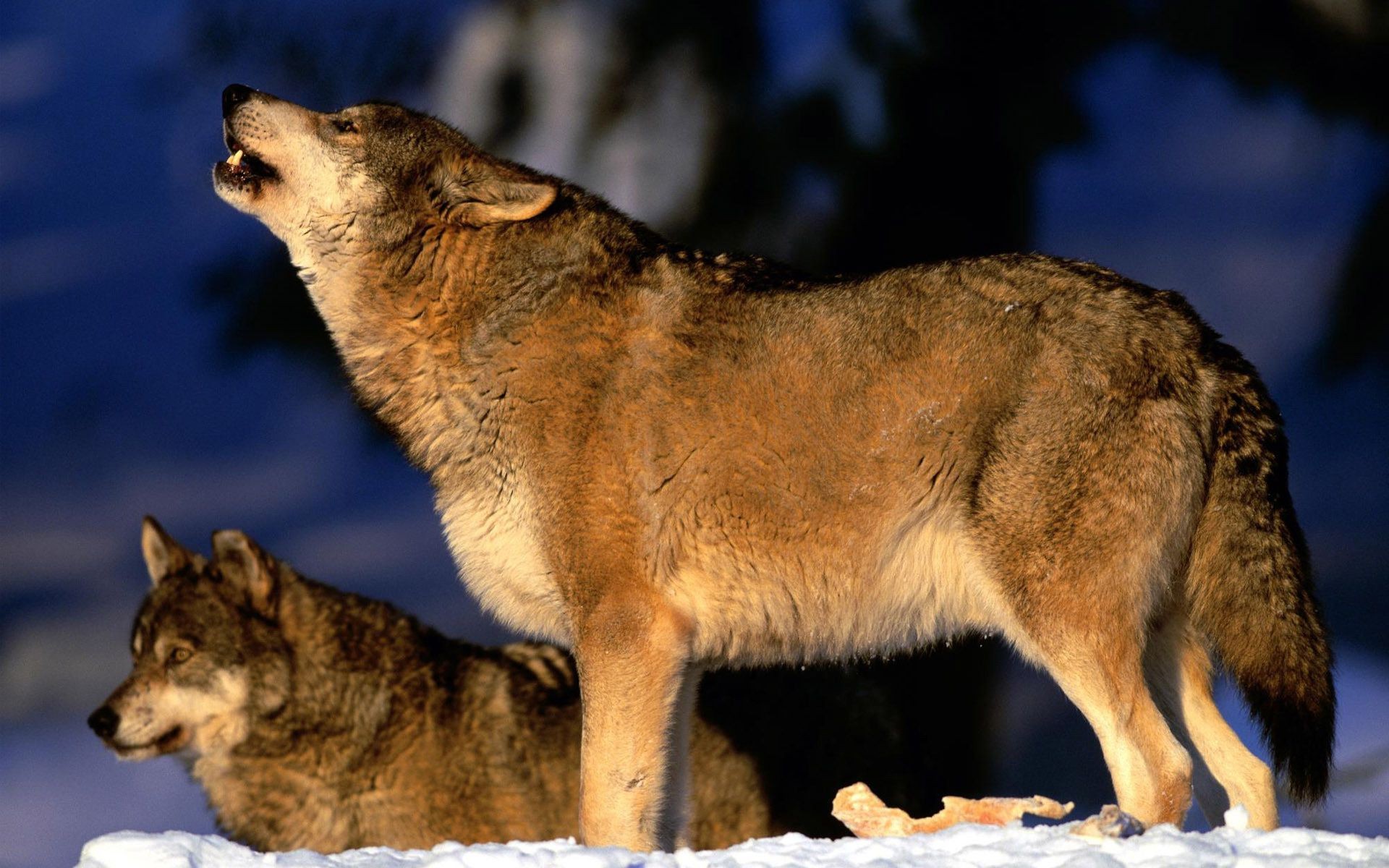 animales mamífero vida silvestre lobo nieve depredador naturaleza invierno perro salvaje animal al aire libre carnívoro madera retrato coyote ver