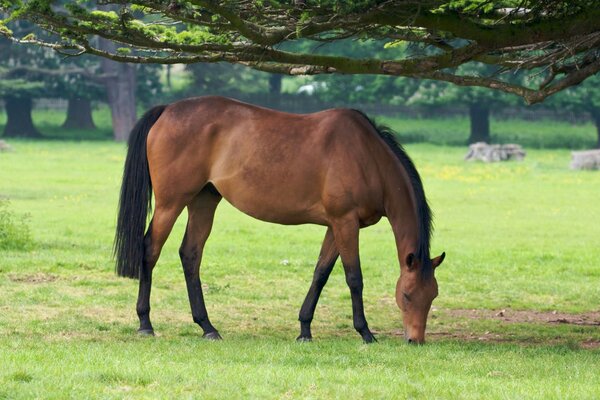 Brown horse eating grass on the lawn