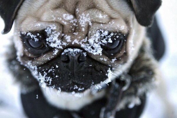 Museau mignon visage hiver chien Carlin neige yeux