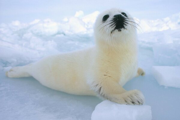 A white seal is lying on the ice