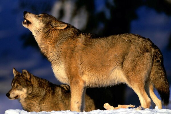 Two wolves in winter. One howls