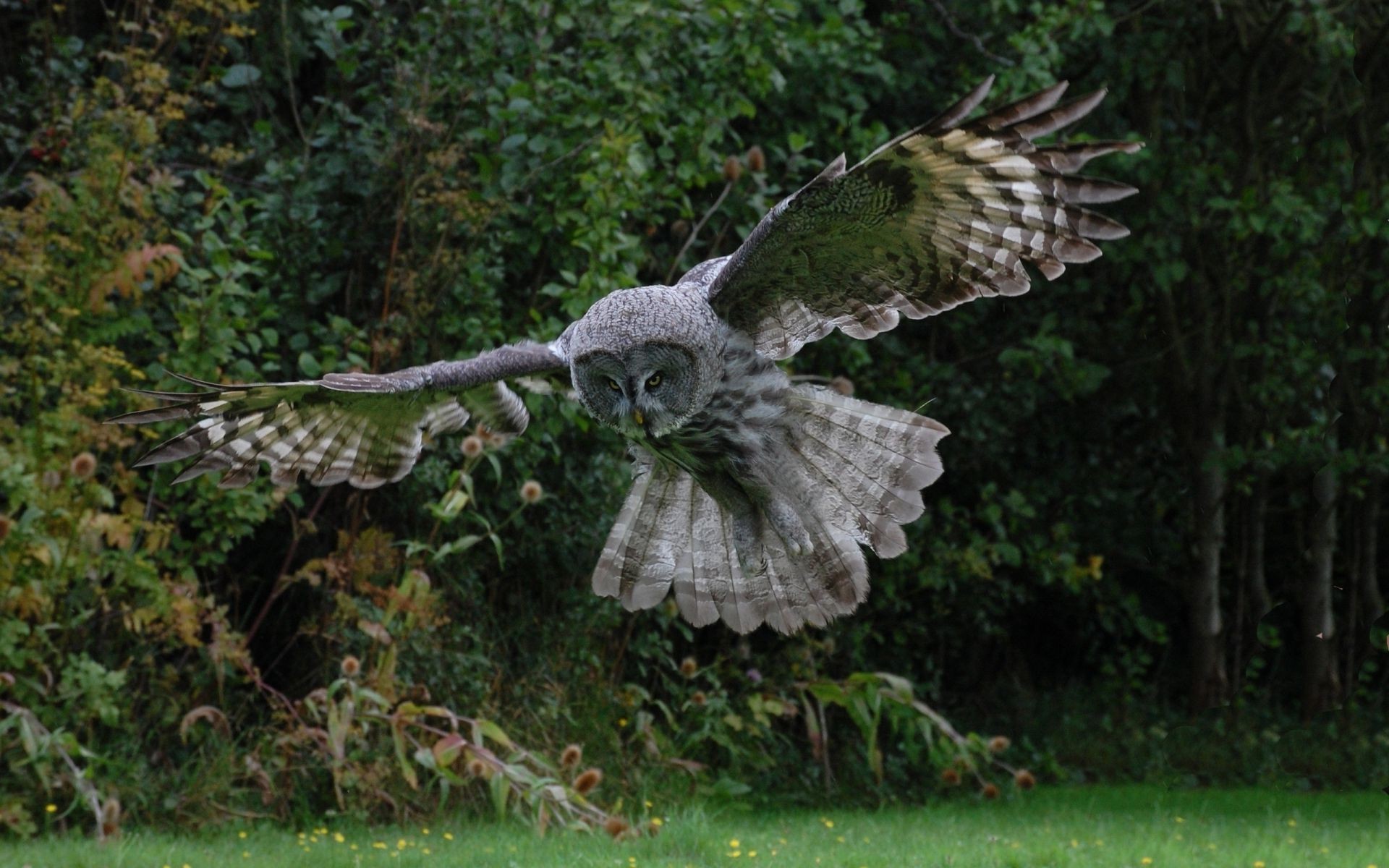 animales naturaleza pájaro raptor animal salvaje vida silvestre pluma árbol águila hierba ala depredador parque presa