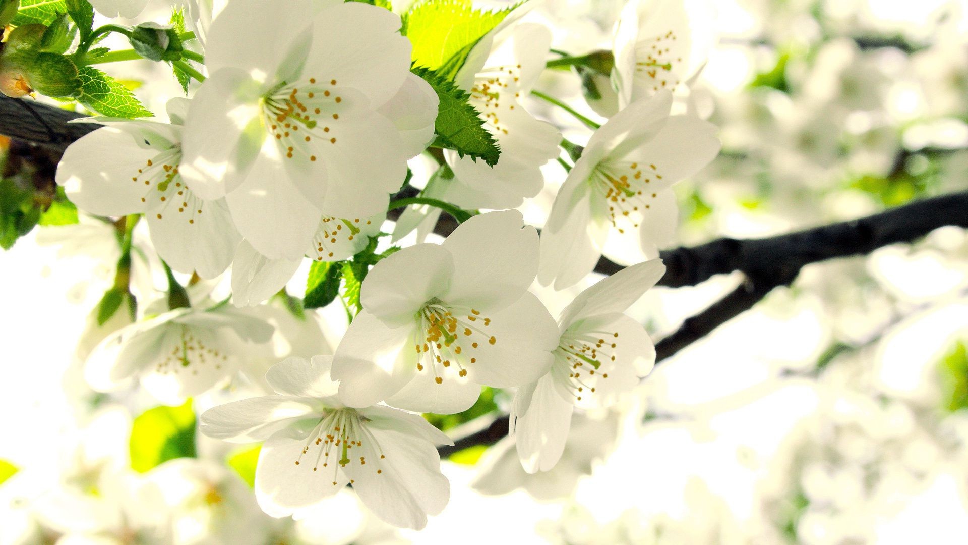 природа деревья цветы белый бесплатно
