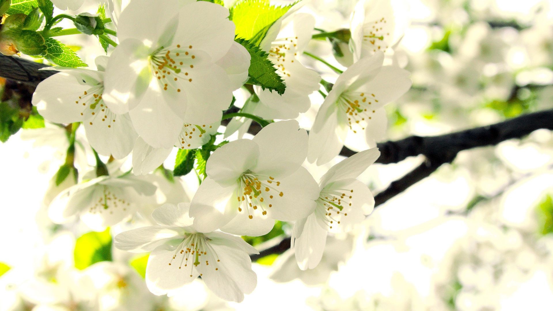 树上的花 自然 花 叶 枝 植物 夏天 花 明亮 花园 盛开 樱桃 生长 户外 树 好友 复活节 好天气